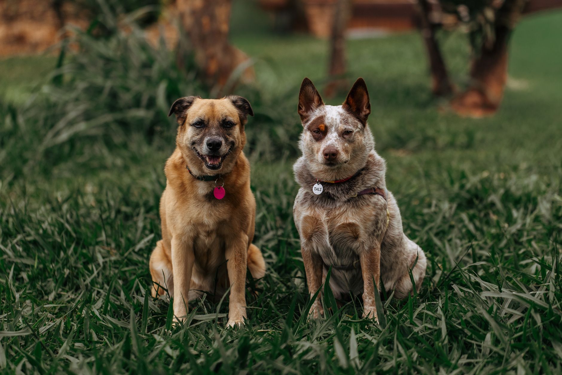 Unleash the Future: Top AI Business Ideas for Pet Lovers in 2025 - FeatherDen