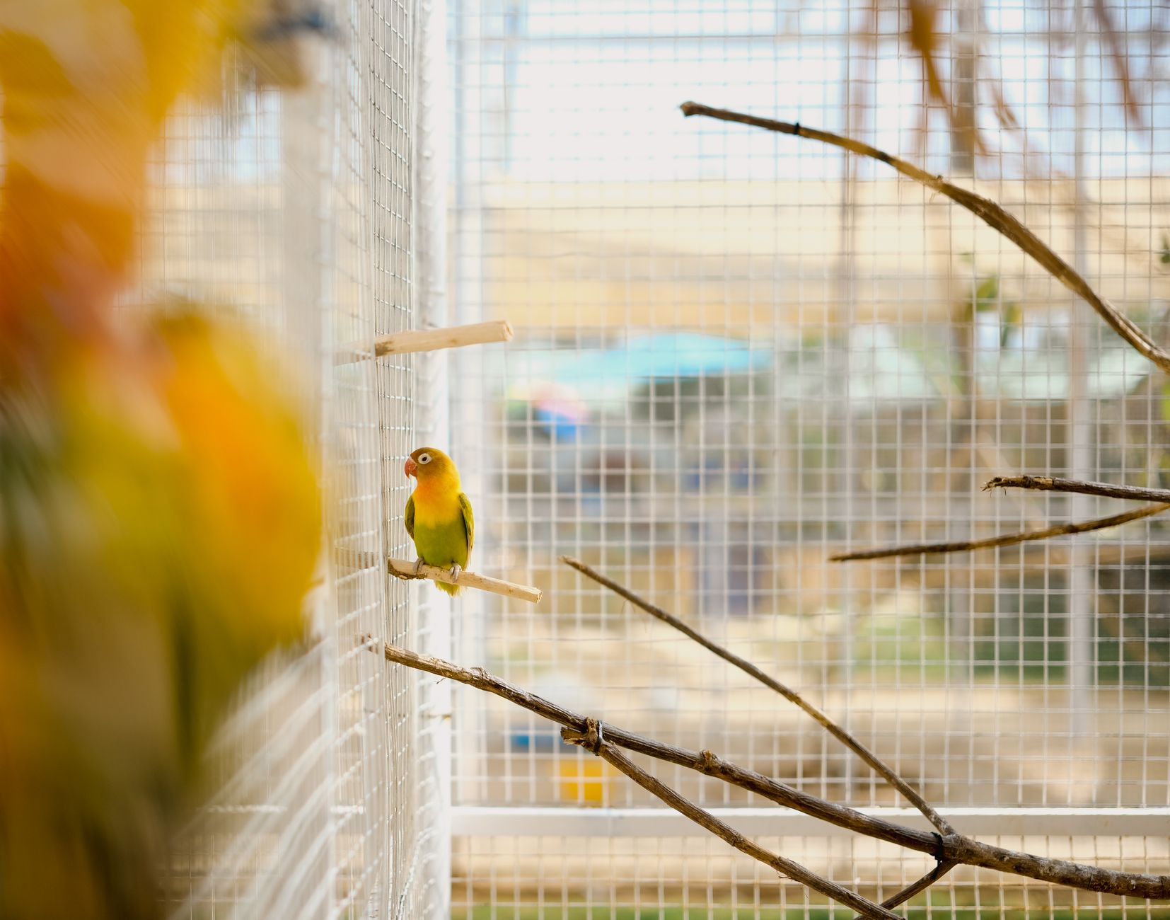 Indoor vs Outdoor Aviary Setup for Pet Birds: Construction Costs and Maintenance Comparison - FeatherDen