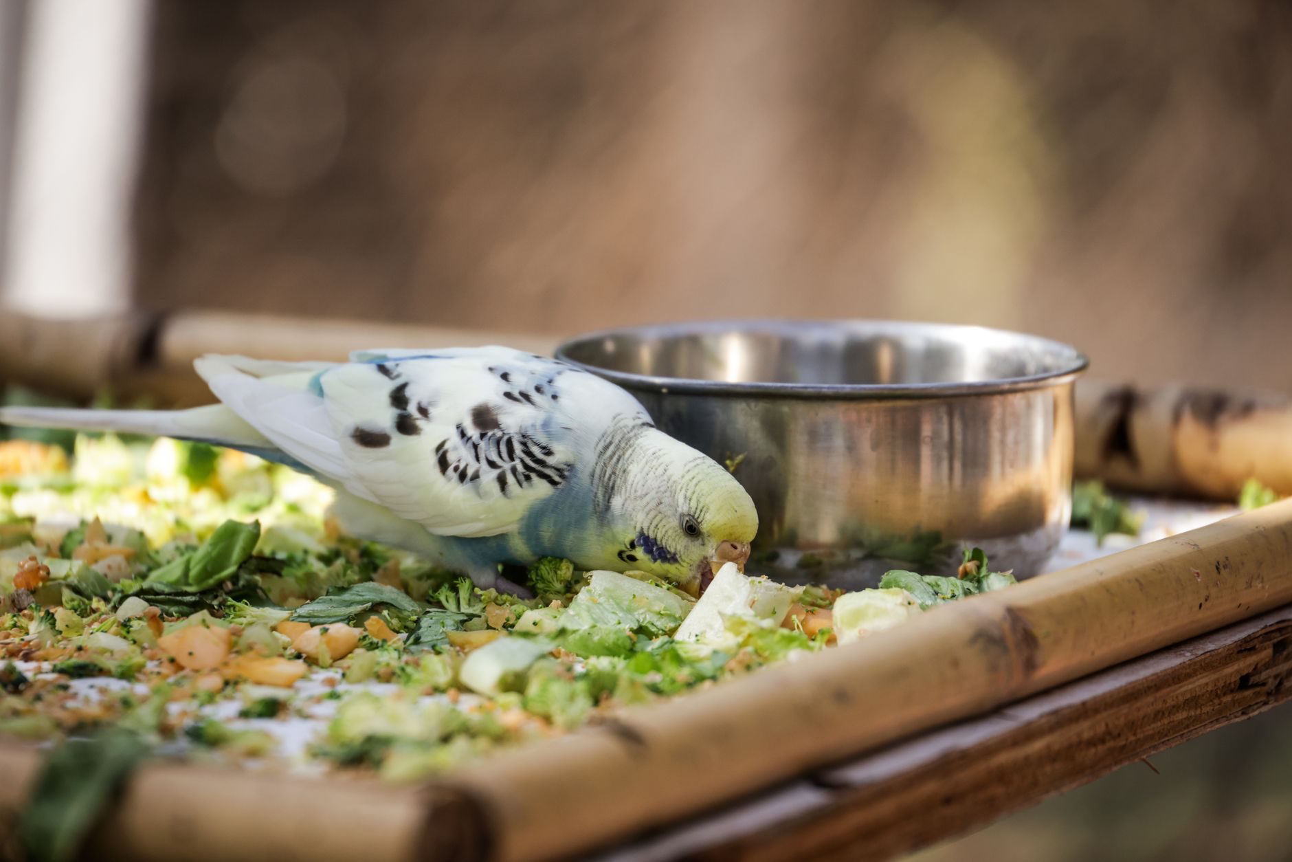 Parrot Food Brands and Diets Compared: Nutritional Value Versus Monthly Bird Care Costs - FeatherDen