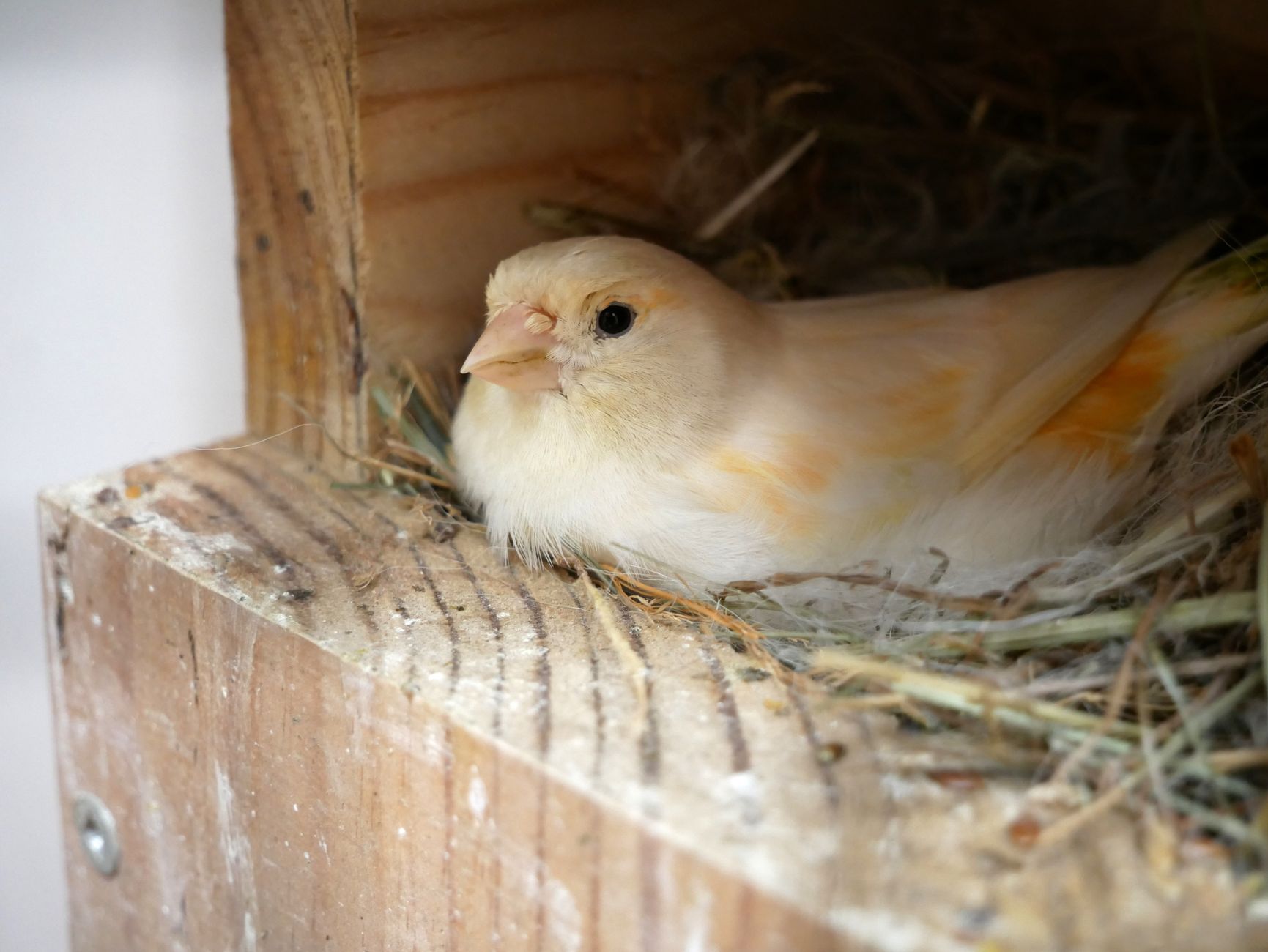 Best Cage Setup for Breeding Canaries: Bar Spacing, Nest Box Size, and Maintenance Costs - FeatherDen