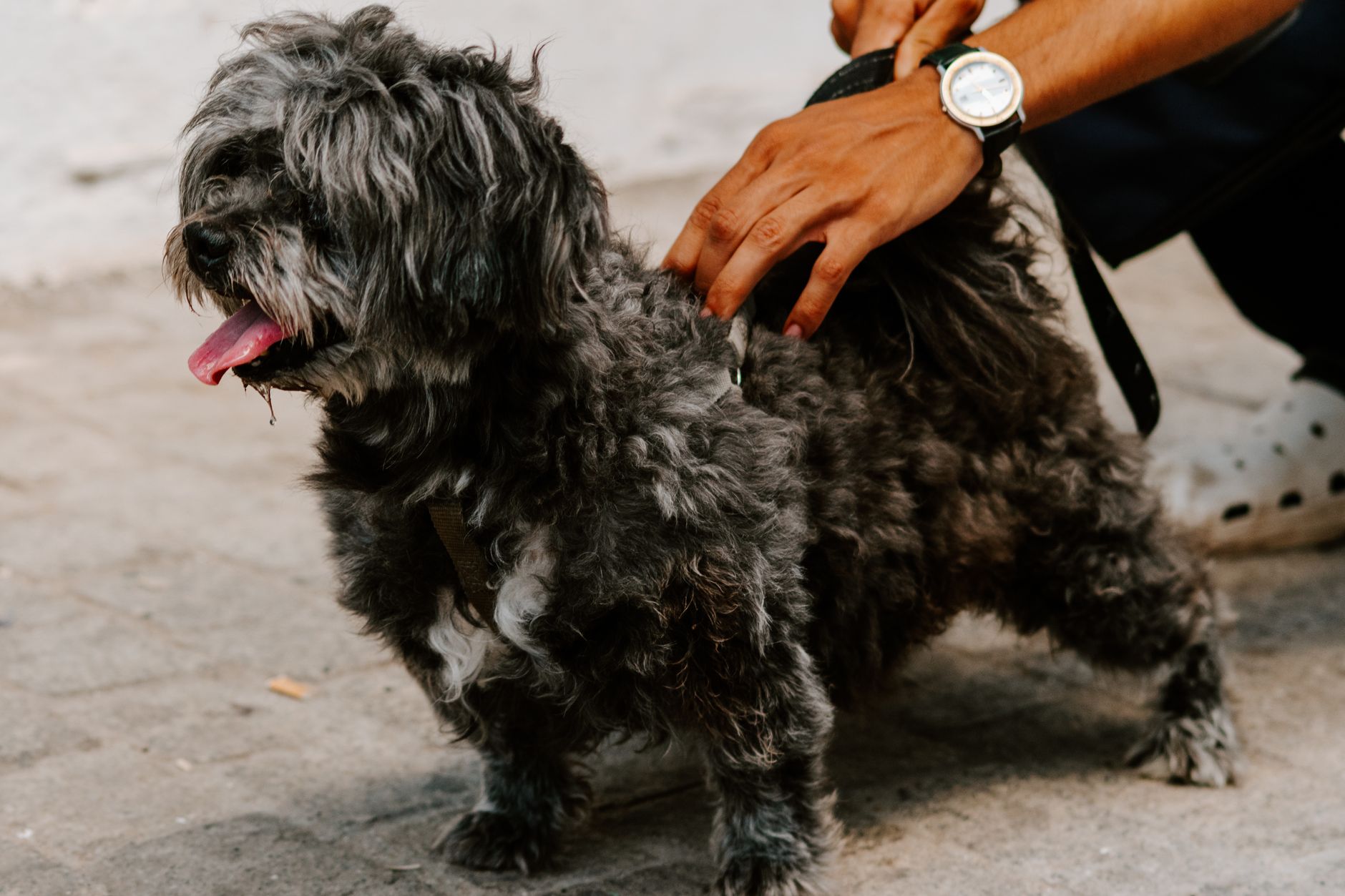 Unlocking Your Pet Passion: A ChatGPT Side Hustle Guide - FeatherDen