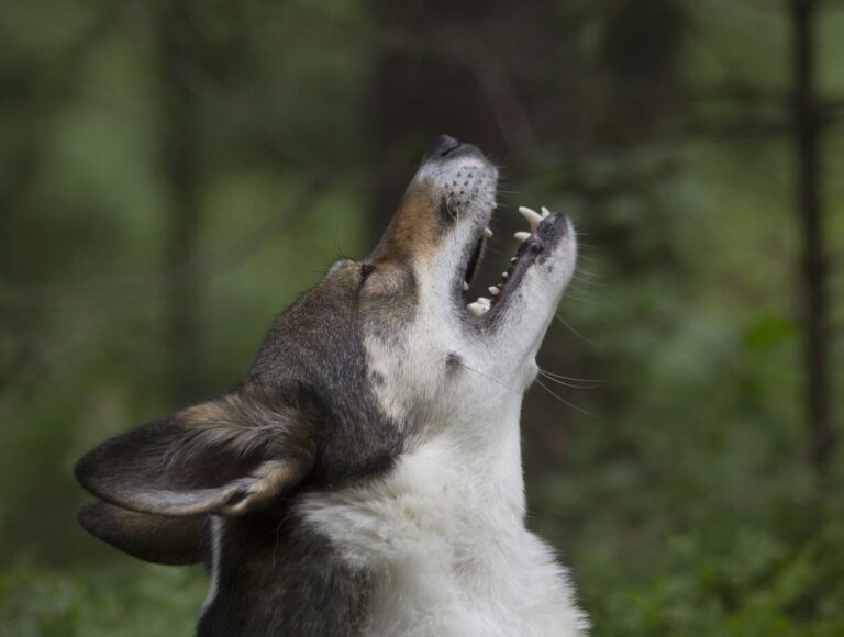 Understanding Wolf Howls Near Your Home and Protecting Poultry