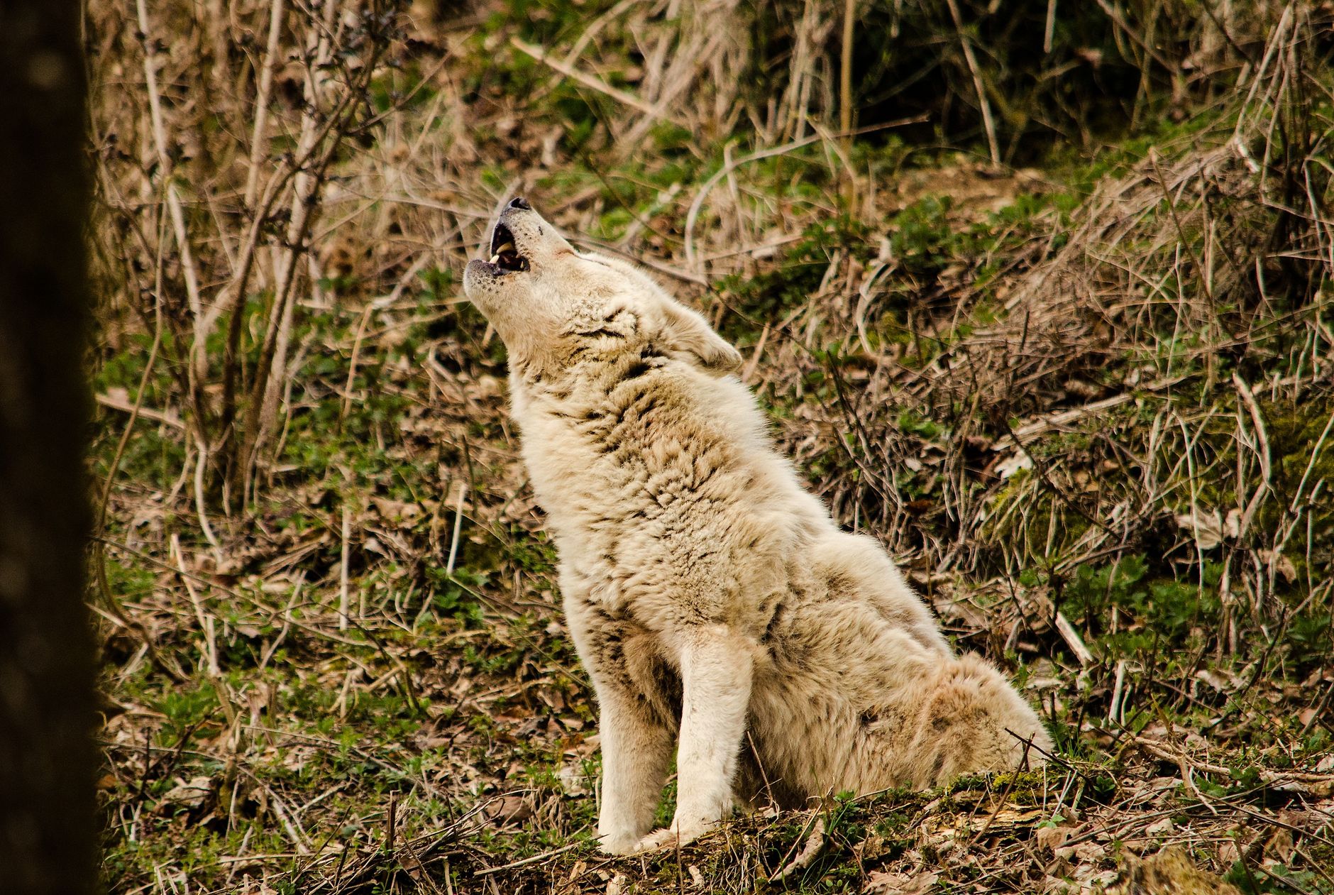 A warm photo of understanding wolf howls near home practical safety.