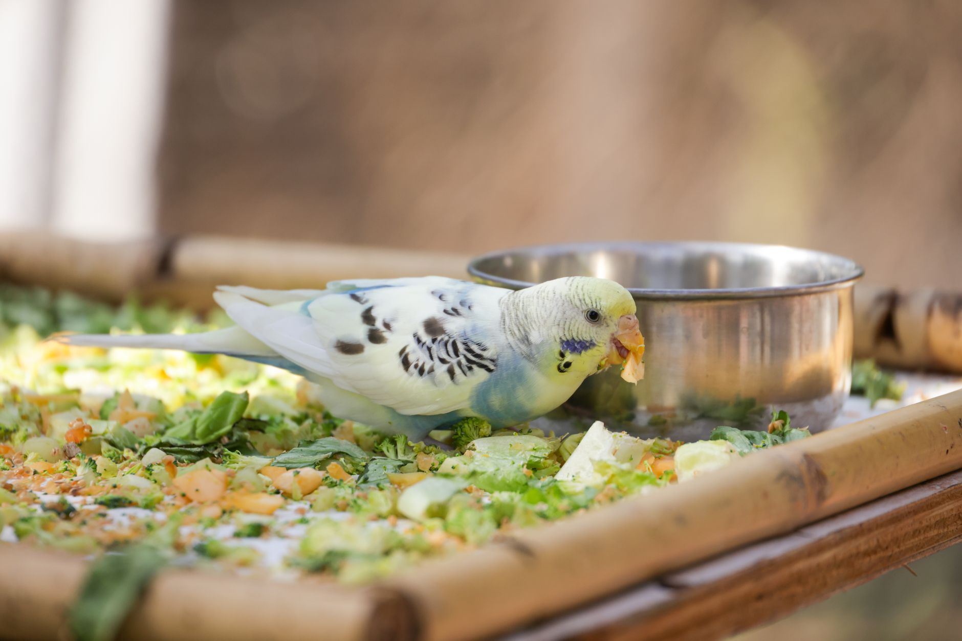 Species Overview: The Foundation of Healthy Bird Care — How to Keep Your Pet Bird Healthy: Complete Featherden Care Guide