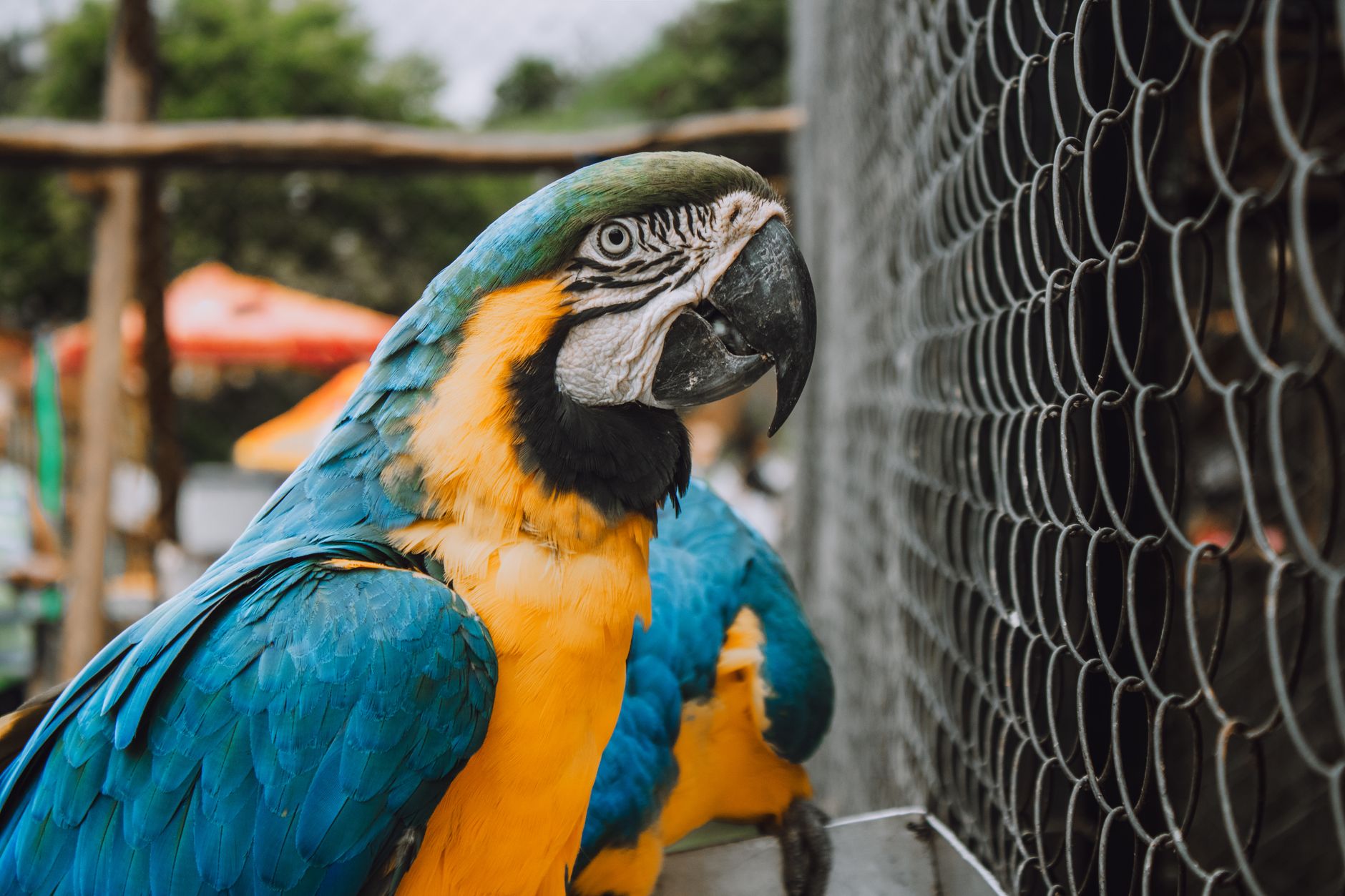 Housing Requirements: Cages That Actually Work (and Last) — How to Keep Your Pet Bird Healthy: Complete Featherden Care Guide